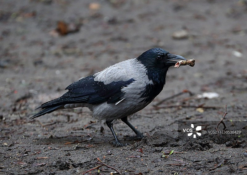 俄罗斯田野里栖息的乌鸦特写图片素材