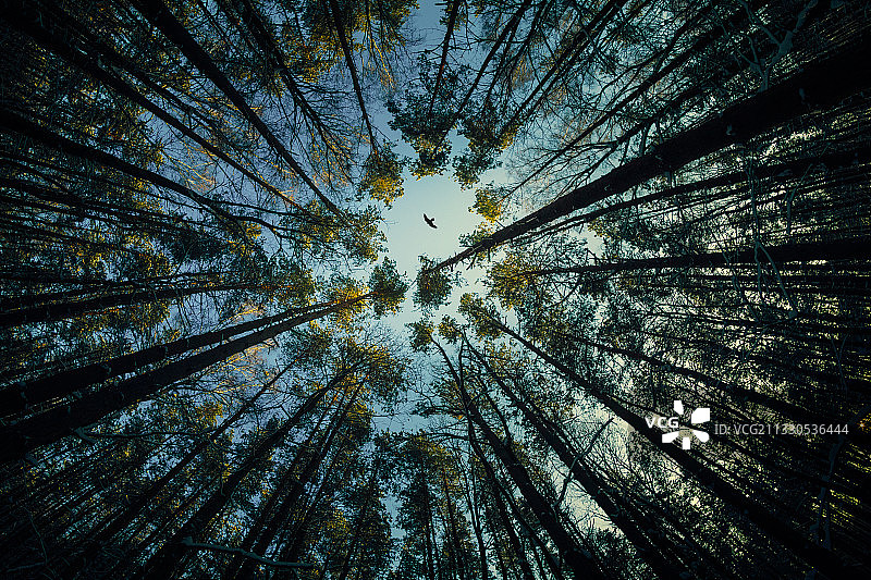 俄罗斯森林中的树木仰视视角图片素材
