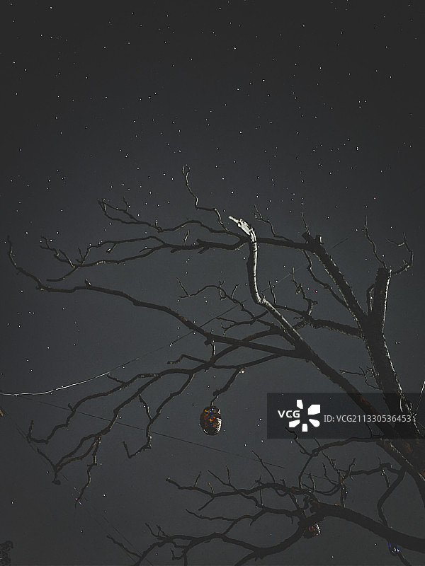 夜晚天空下的光秃秃的树木低角度景观图片素材