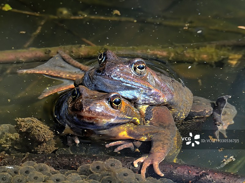湖中常见青蛙特写图片素材