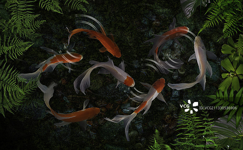 湖中锦鲤游泳的高角度视图图片素材