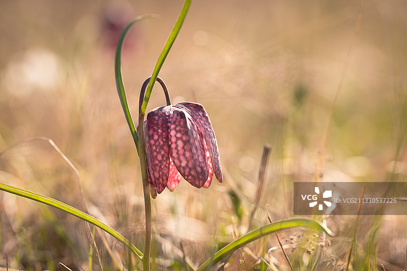 田野上红色开花植物的特写图片素材