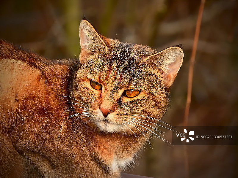 猫的特写肖像图片素材