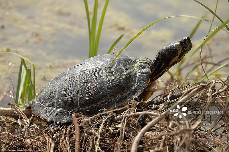 草地上的滑龟特写图片素材