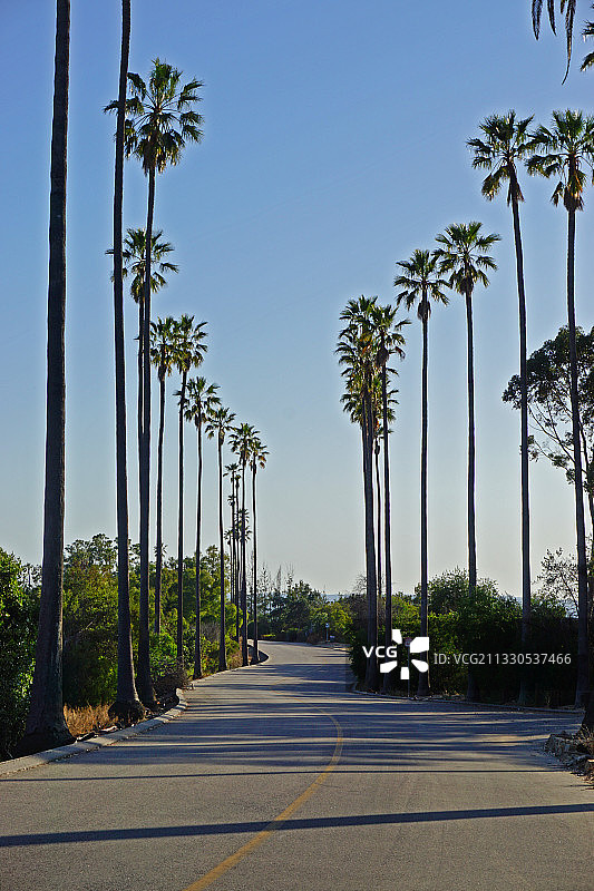 美国伊利西安公园的树木道路图片素材