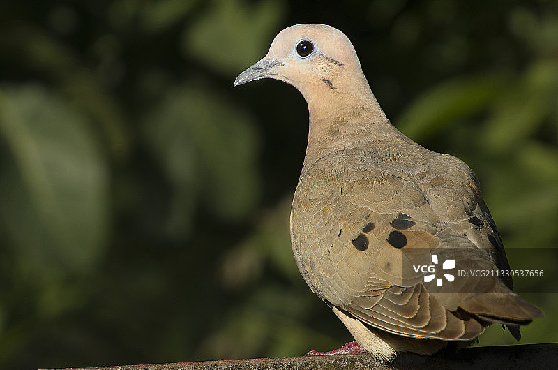 阿根廷挡土墙上的鸽子特写图片素材