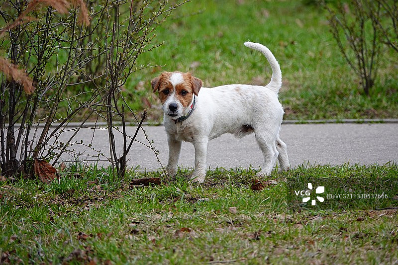 在田野里站立的梗犬照片图片素材