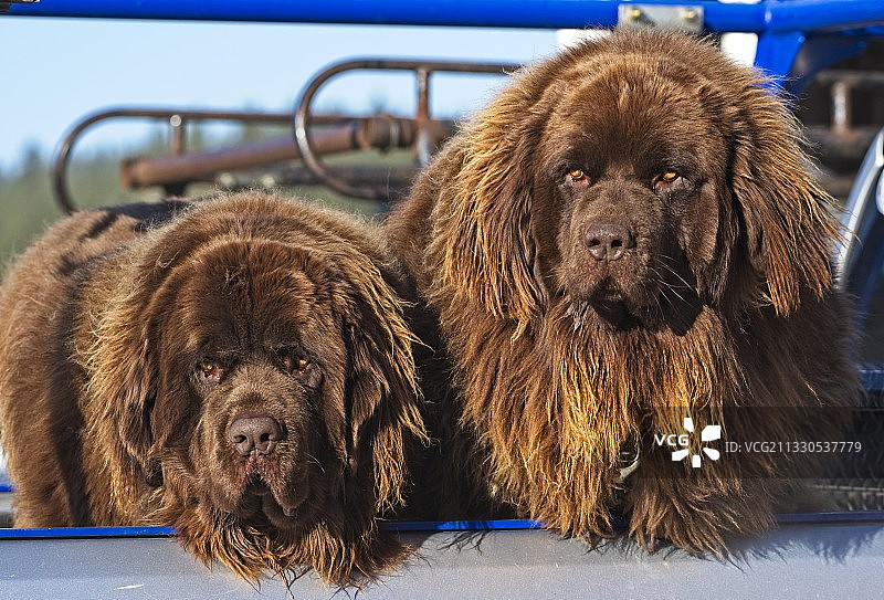 狗狗在马车上的特写，美国加利福尼亚州特拉基图片素材