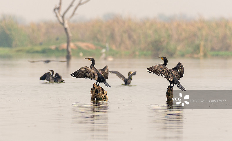 一群加拿大鹅图片素材