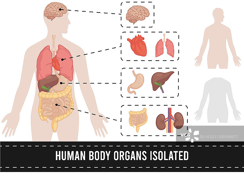 人体器官解剖分离图图片素材