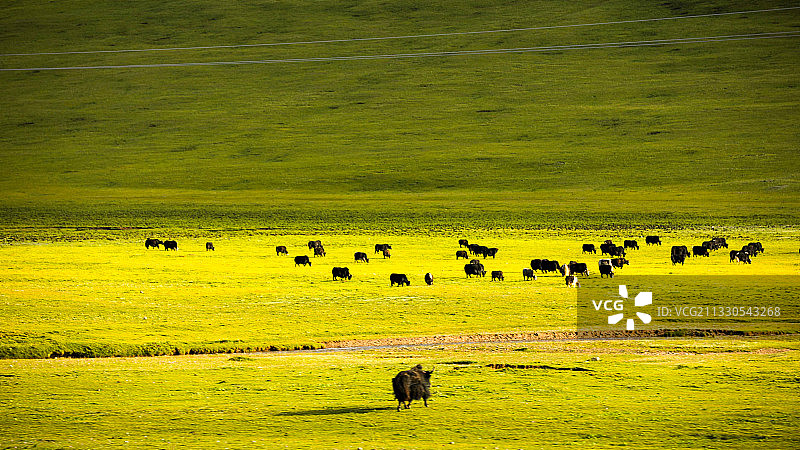 《阳光普照的牧场》图片素材