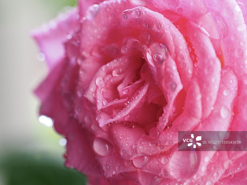 Wet loving Rosa图片素材