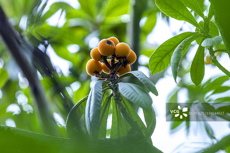 枇杷熟了图片素材