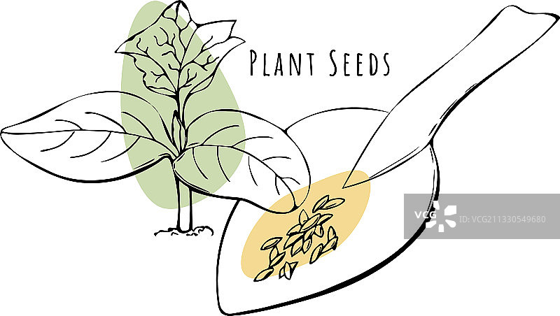 种植黄瓜种子图片素材