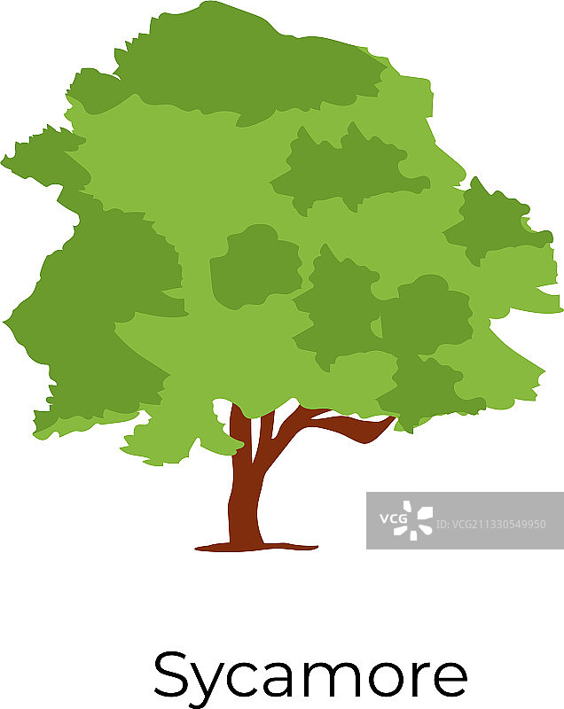 美国梧桐树图片素材