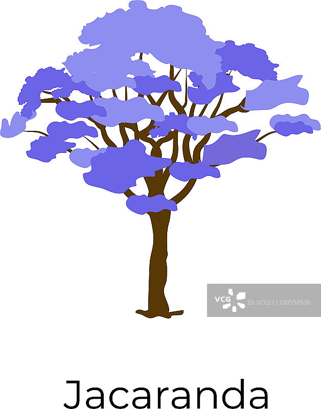 蓝花楹树图片素材