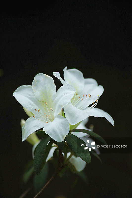 白色的杜鹃花，美丽纯洁！图片素材