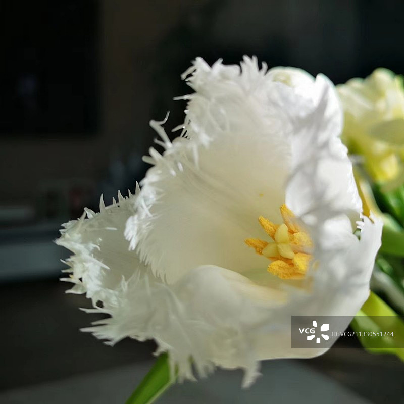 怒放的郁金香图片素材