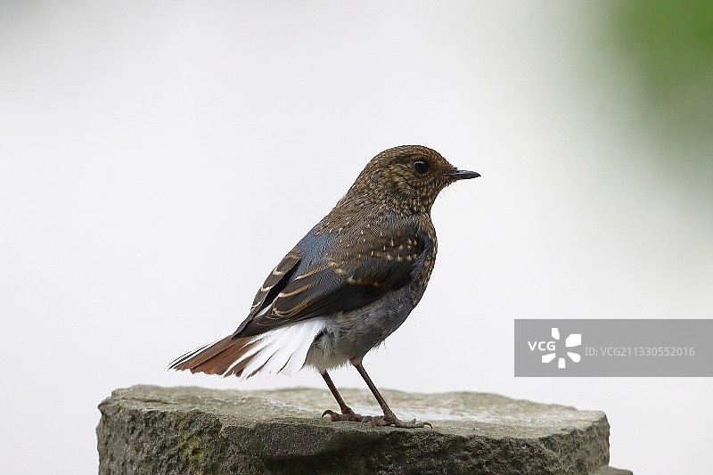 红尾水鸲图片素材