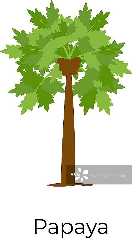 木瓜树图片素材