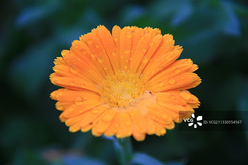 金盏花 金盏菊 大金盏花图片素材