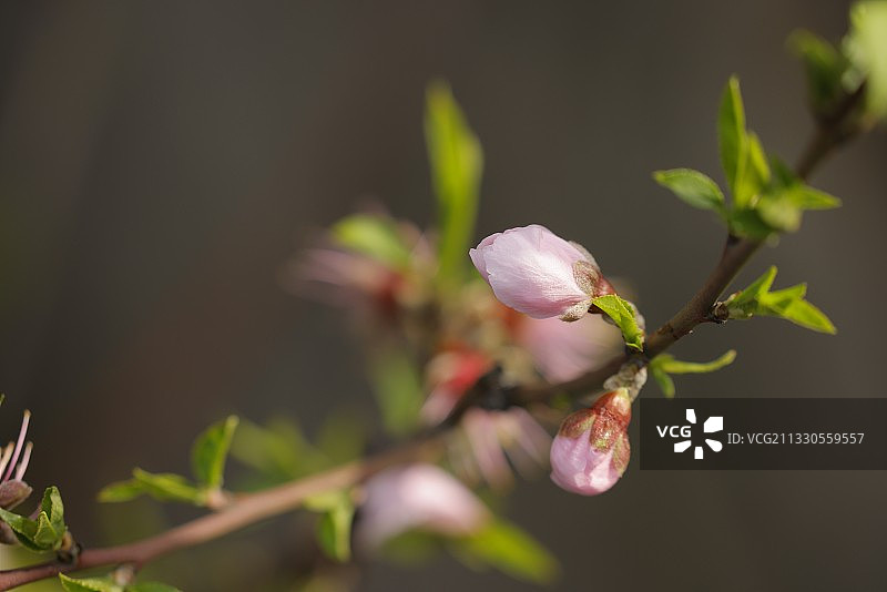 含苞欲放图片素材