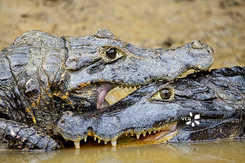 玻利维亚湖中鳄鱼特写图片素材