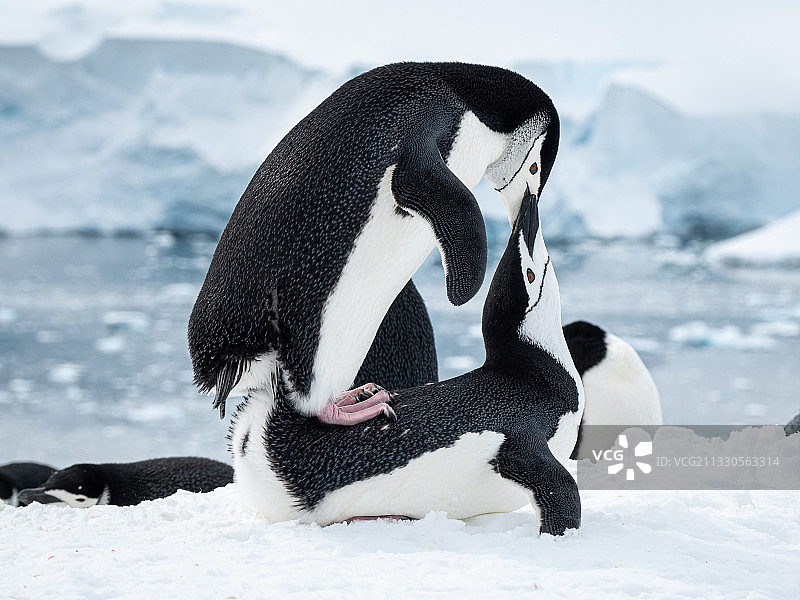 企鹅在南极图片素材