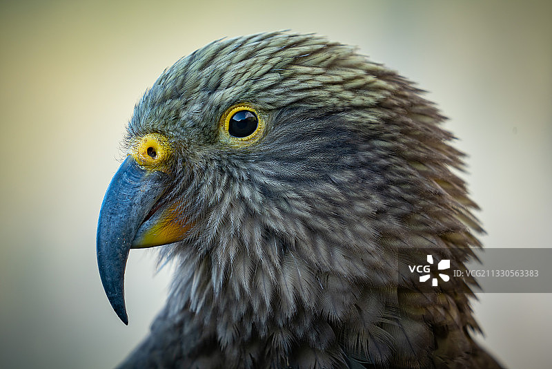 老鹰特写，新西兰西海岸图片素材