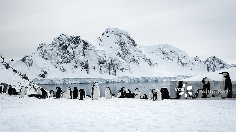 企鹅在南极图片素材
