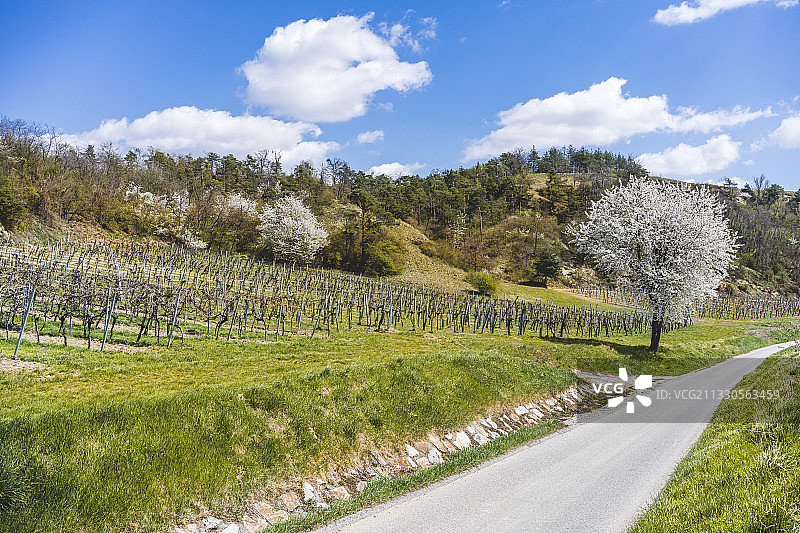 奥地利Neudegg的空旷道路，穿梭于树木和原野之间图片素材