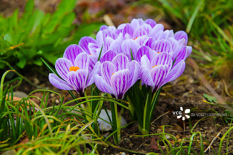 田野上紫色番红花的特写图片素材