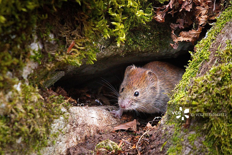 保加利亚弗拉察岩石上的老鼠特写图片素材