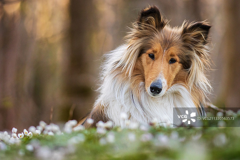 在丹麦海宁的牧羊犬特写图片素材