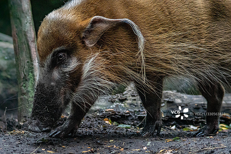 野猪特写，美国图片素材