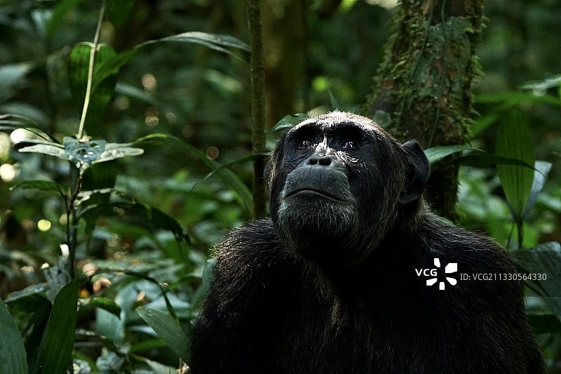 森林中望向远方的大猩猩特写，乌干达，基巴莱图片素材