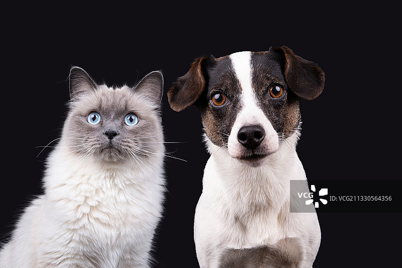 黑色背景前的猫咪肖像，德国图片素材
