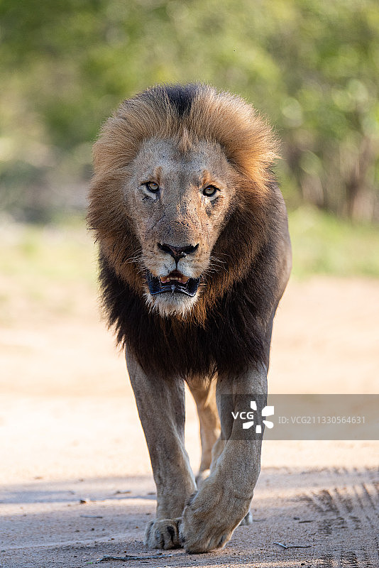 南非，走在土路上的狮子 портрет图片素材