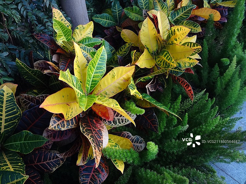 俯视：黄色开花植物叶子，中国香港图片素材