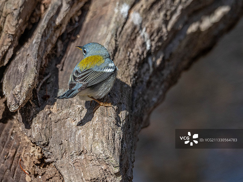 美国The Ramble，栖息在树上的鸣雀特写图片素材