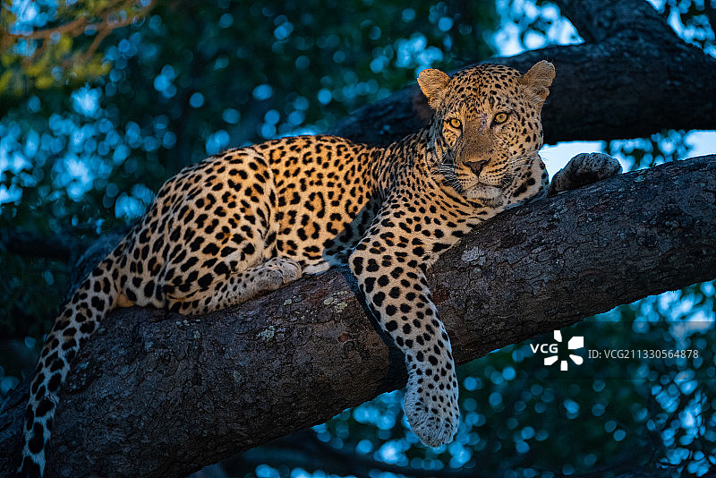 仰视角度看在树上休息的猎豹，南非图片素材