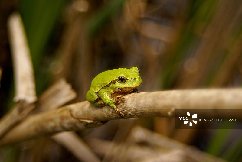 欧洲树蛙在树枝上特写图片素材