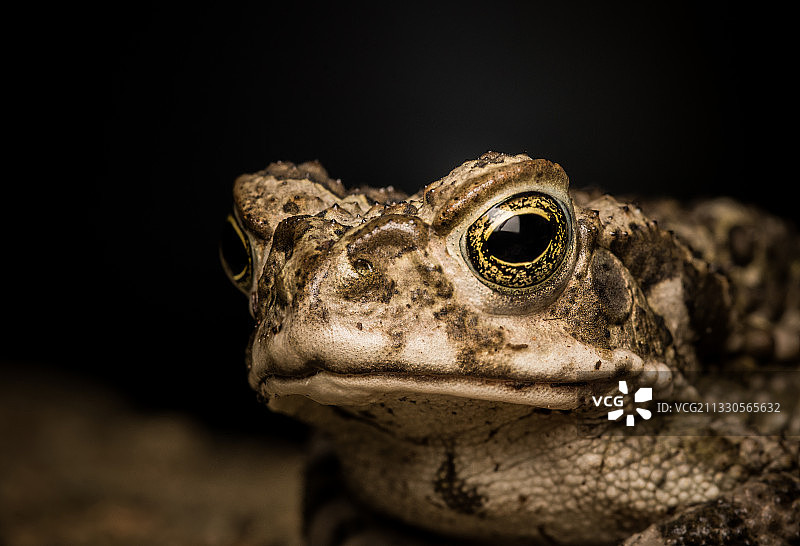 岩石上的蜥蜴特写图片素材