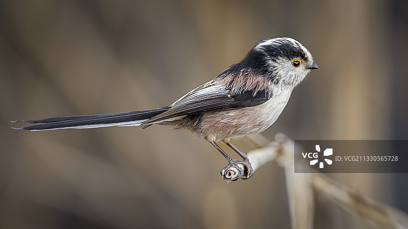 法国萨克雷栖息在树枝上的山雀特写图片素材