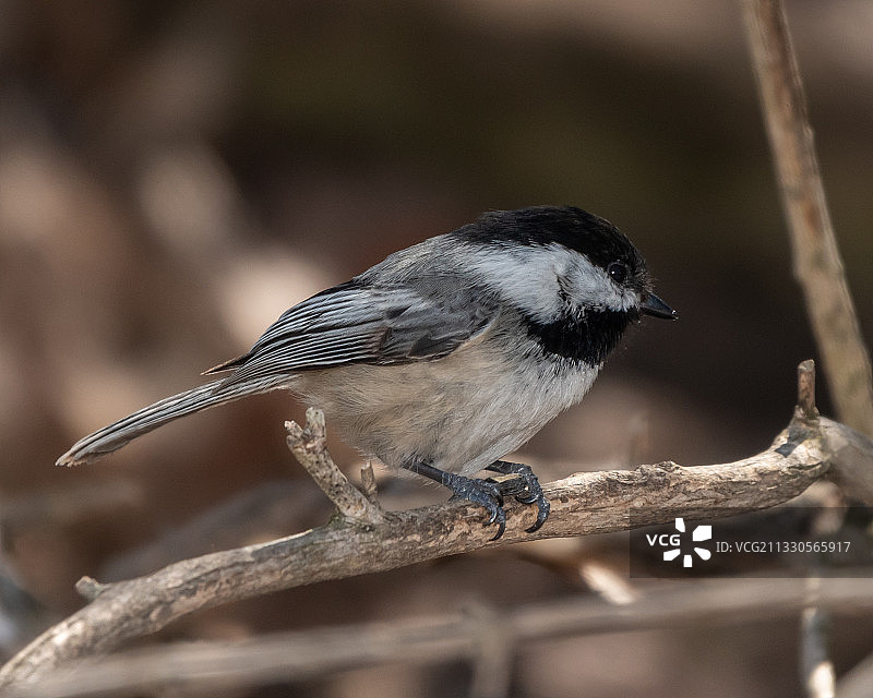 山雀栖息在树枝上的特写图片素材