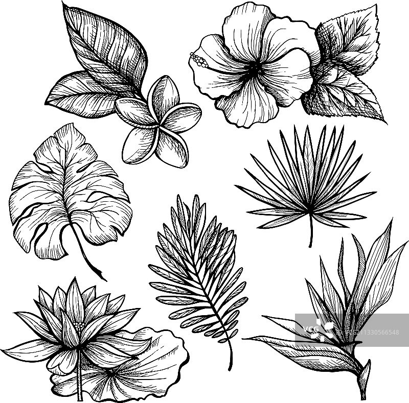 热带叶子合集图片素材