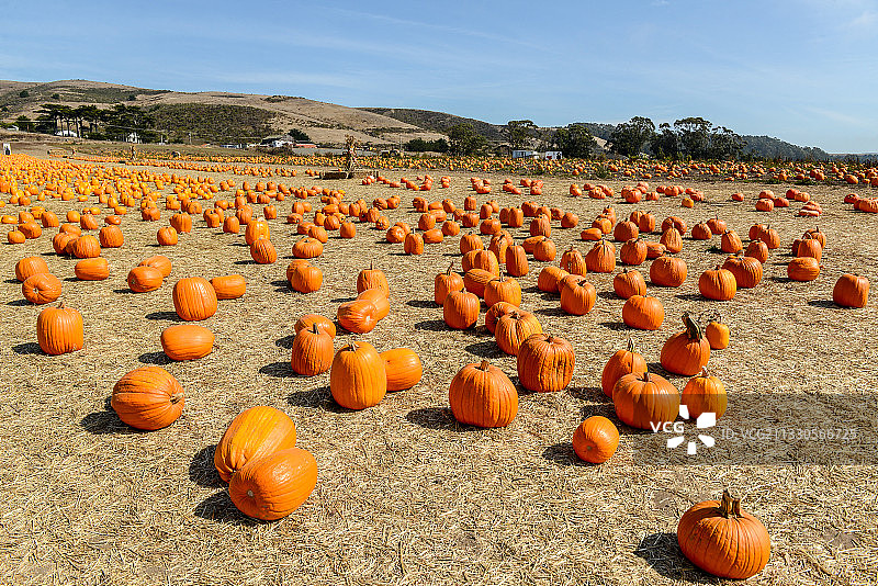 美国，旧金山，农场，南瓜，万圣节图片素材