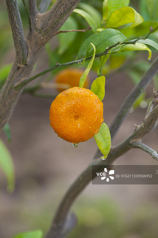 南宫地热博览园图片素材