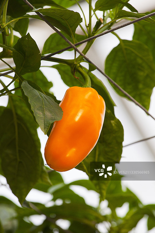 南宫地热博览园图片素材