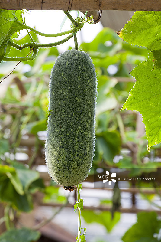 南宫地热博览园图片素材